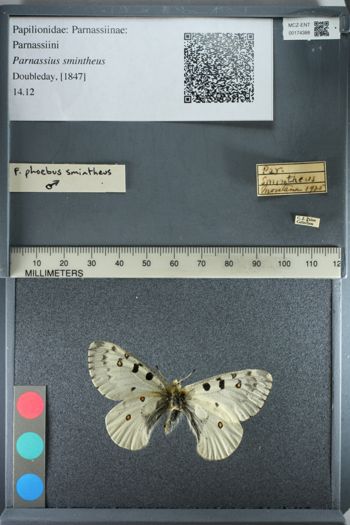Media type: image;   Entomology 174388